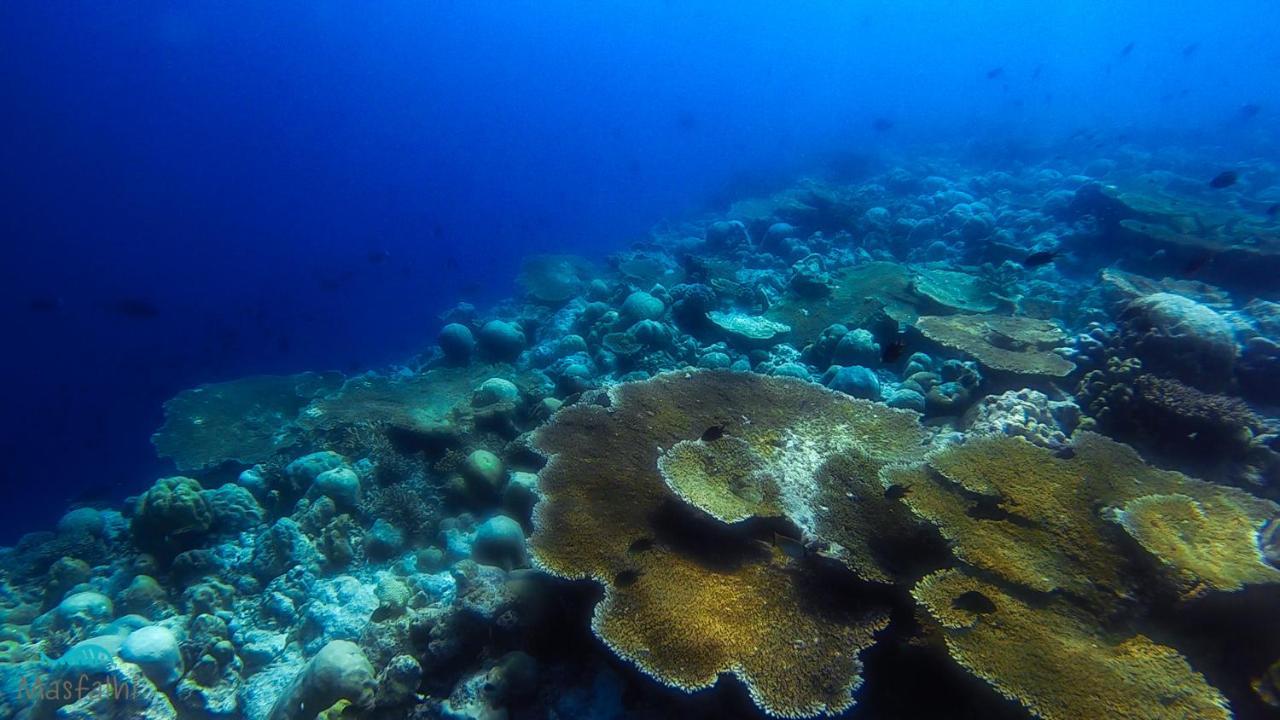 Masfalhi View Inn Felidhoo Zewnętrze zdjęcie