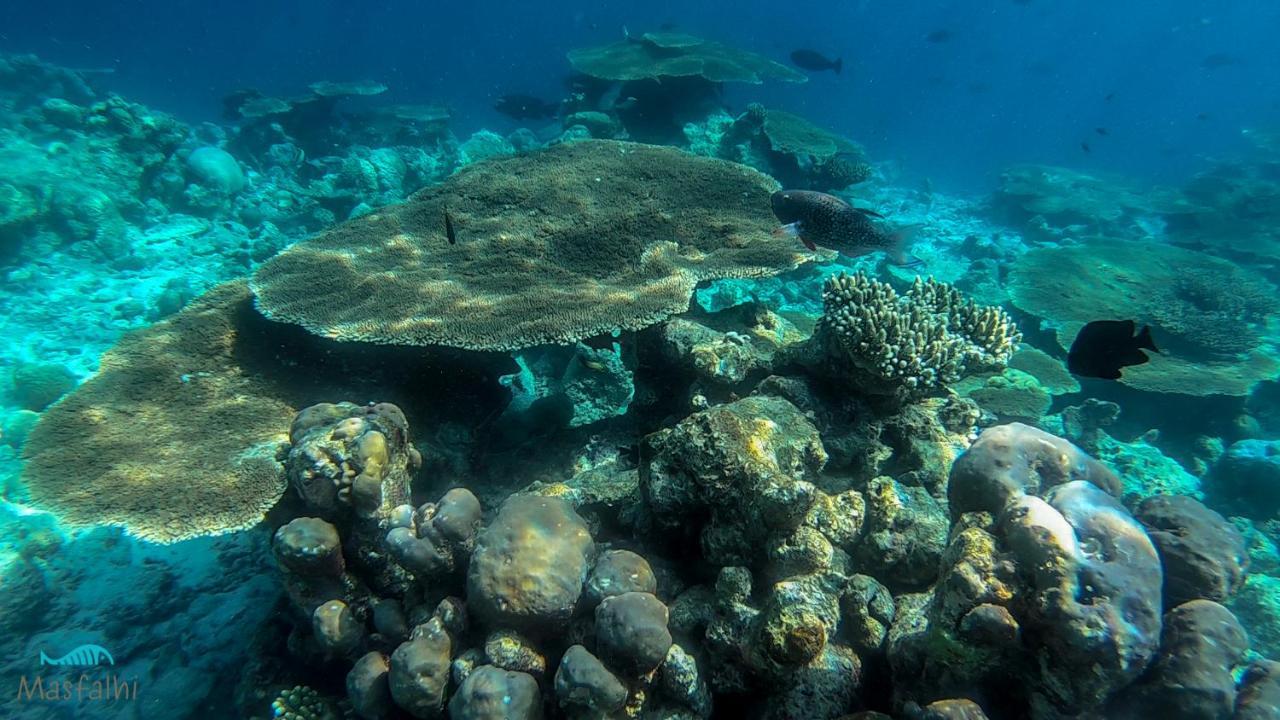 Masfalhi View Inn Felidhoo Zewnętrze zdjęcie